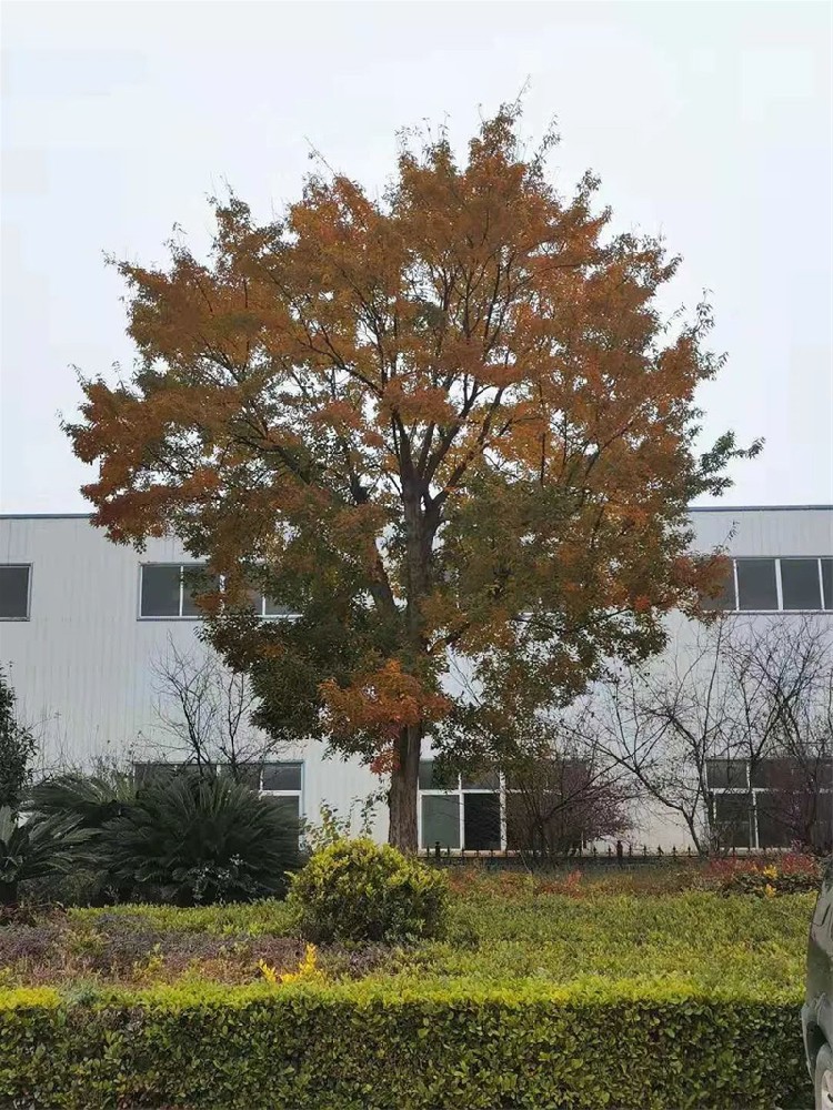 ��Ҷ���� ϲ������